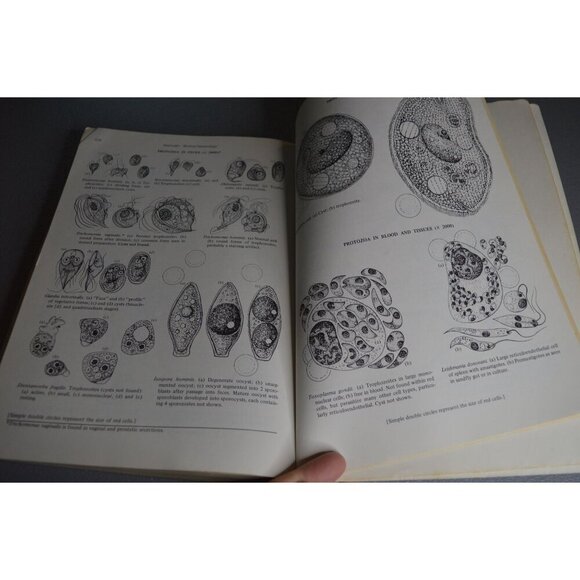 1974 Review Of Medical Microbiology 12th Edition By Jawetz Melnick & Adelberg La - Picture 10 of 11
